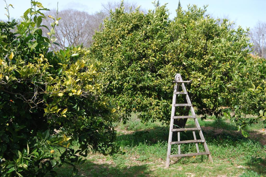 Finca Son Vivot Bagian luar foto