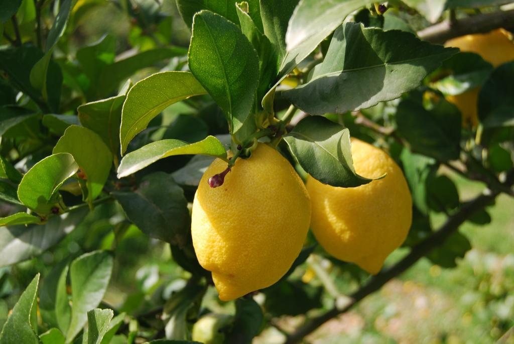Finca Son Vivot Bagian luar foto