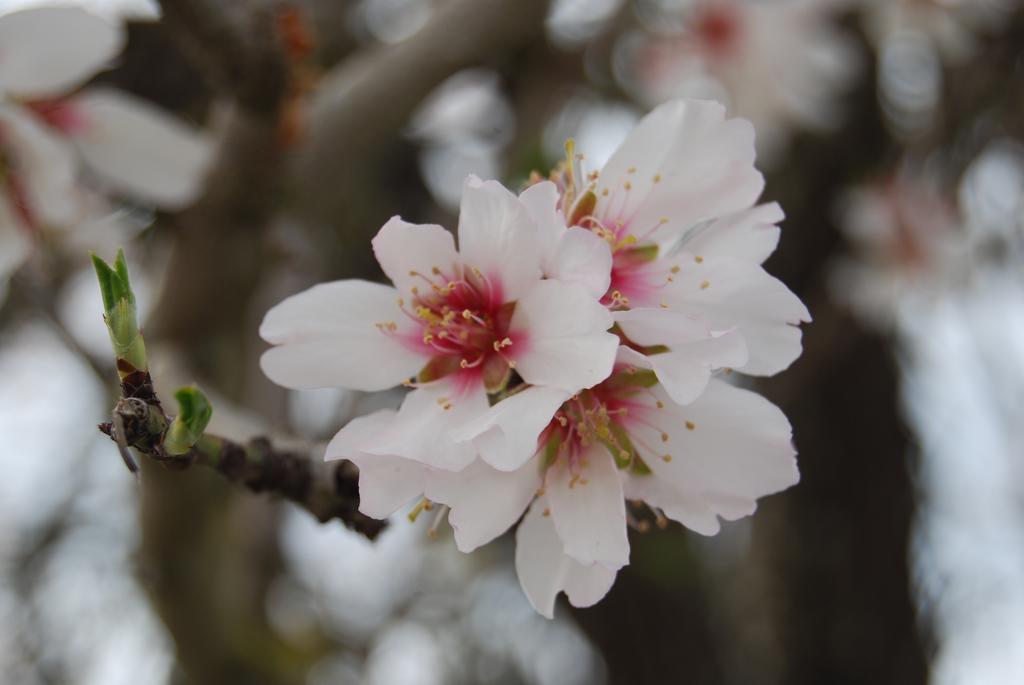 Finca Son Vivot Bagian luar foto